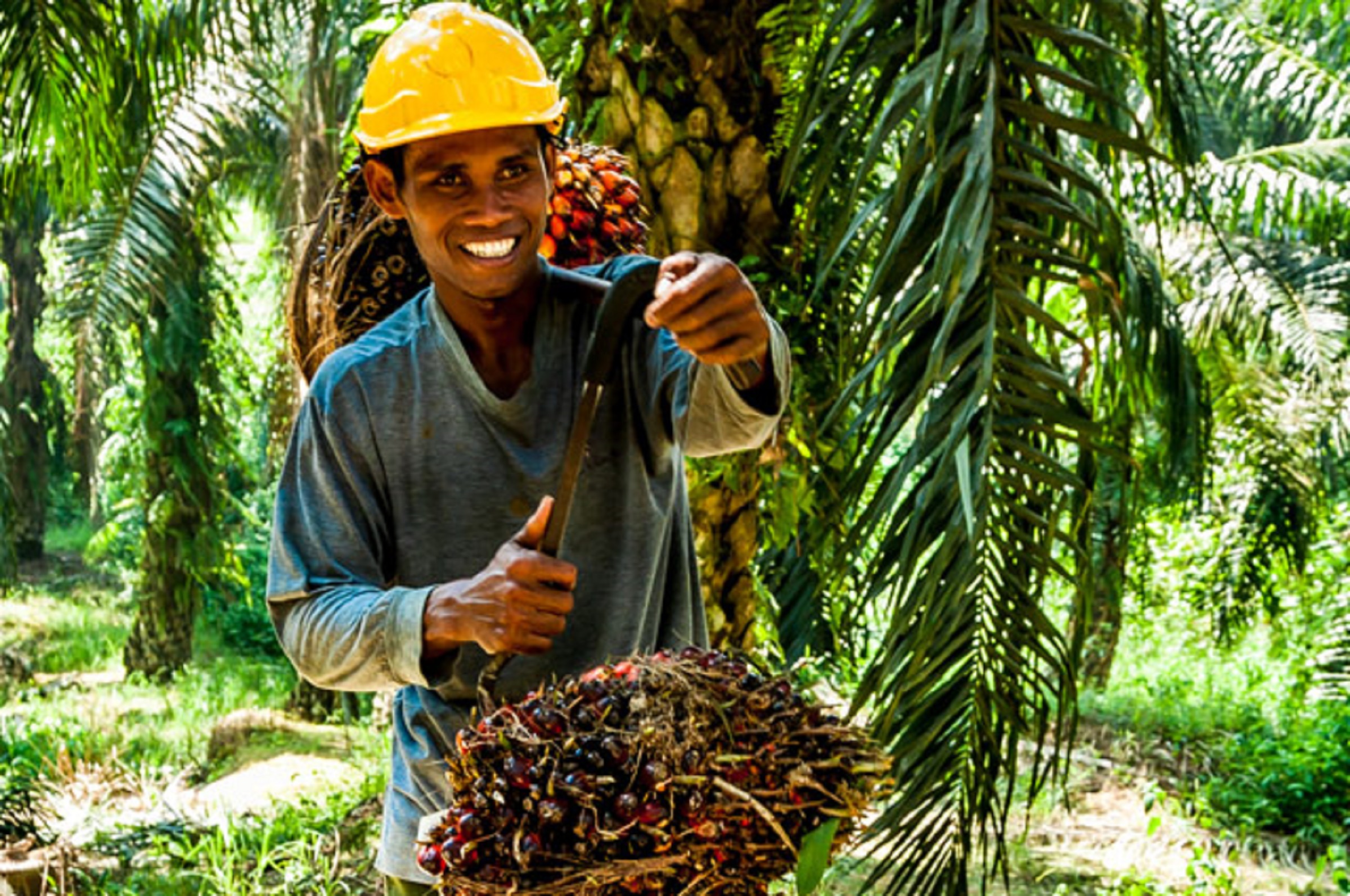 Oil palm plantation job vacancy 2013